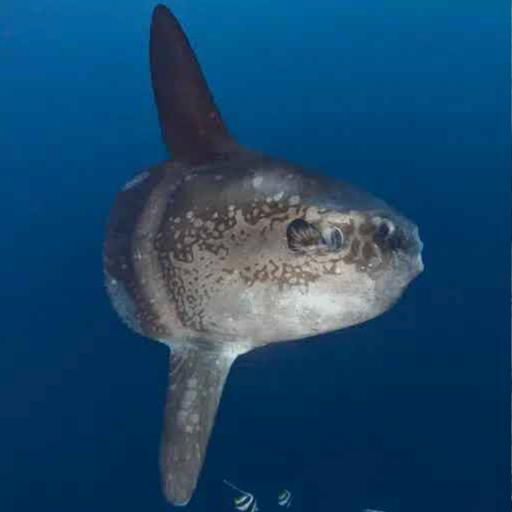 Sunfish